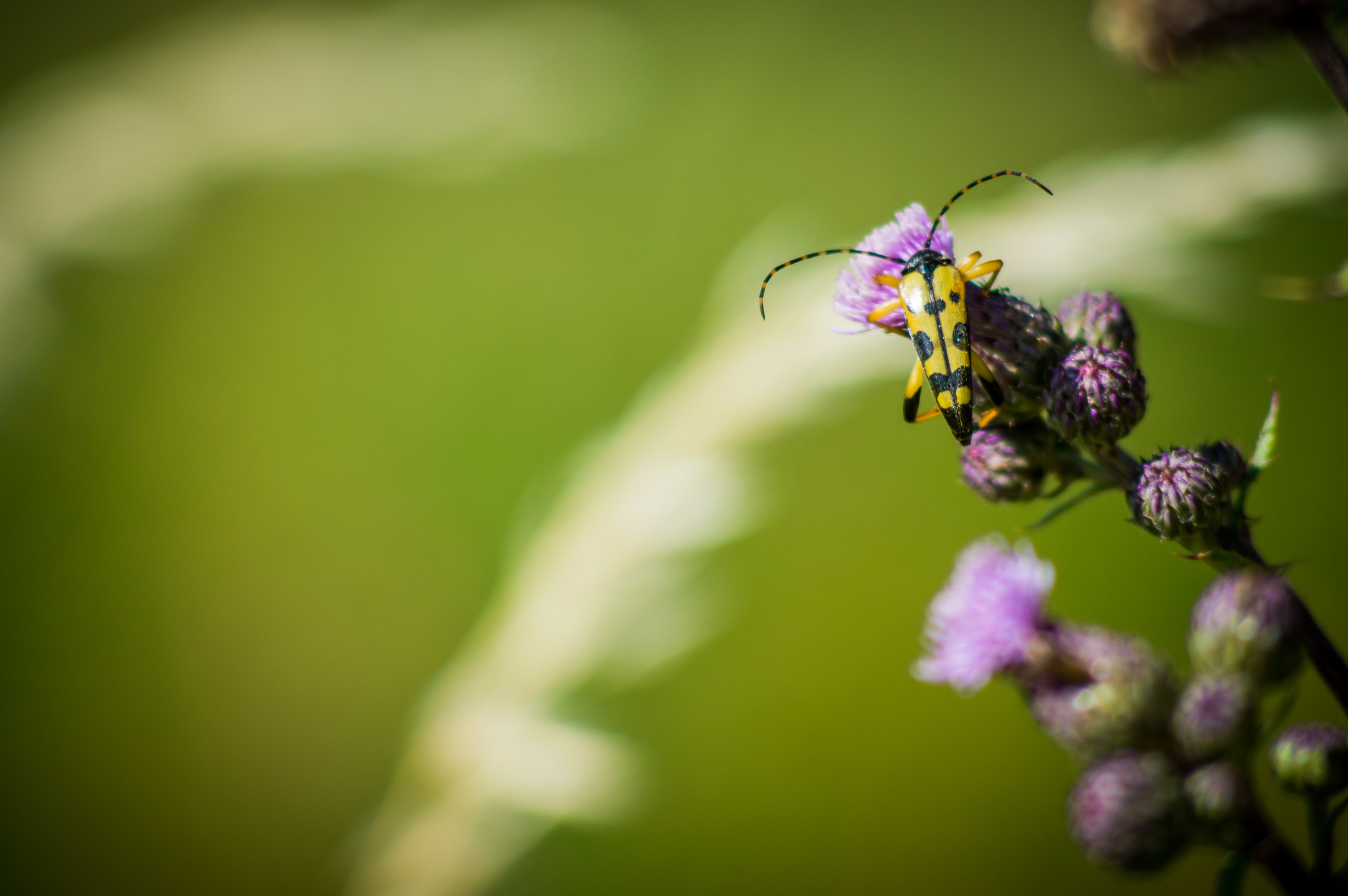 Nikon D3200 + AF Nikkor 70-210mm f/4-5.6 sample photo. Spotted longhorn photography