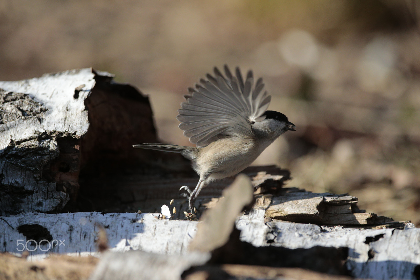 Canon EF 300mm F2.8L IS USM sample photo. Tit photography