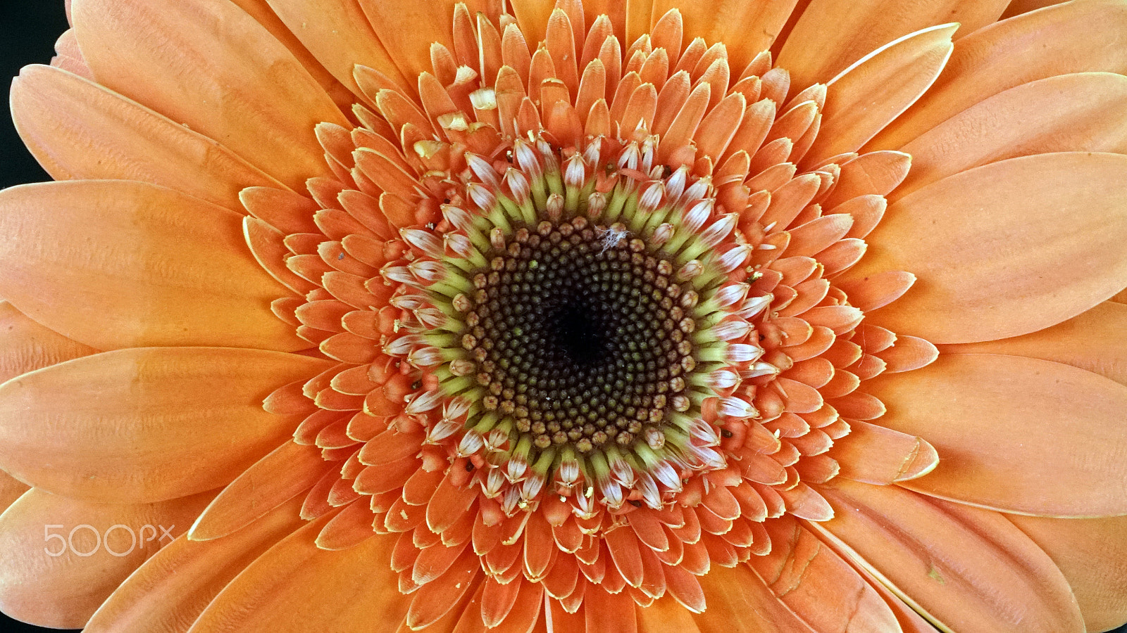 Sony a7S II + Sony FE 90mm F2.8 Macro G OSS sample photo. Smile photography