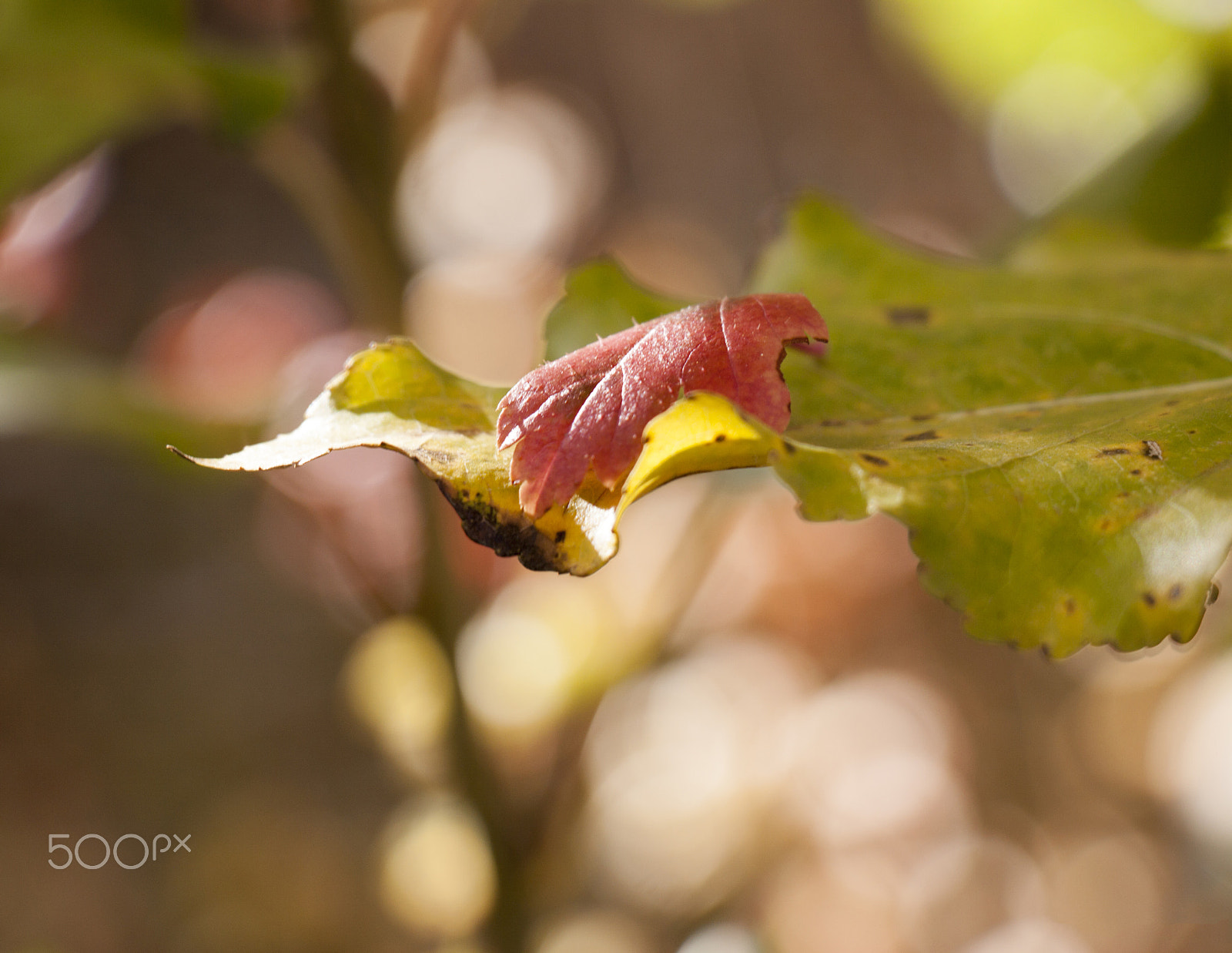 Canon EOS 50D sample photo. Leaves photography
