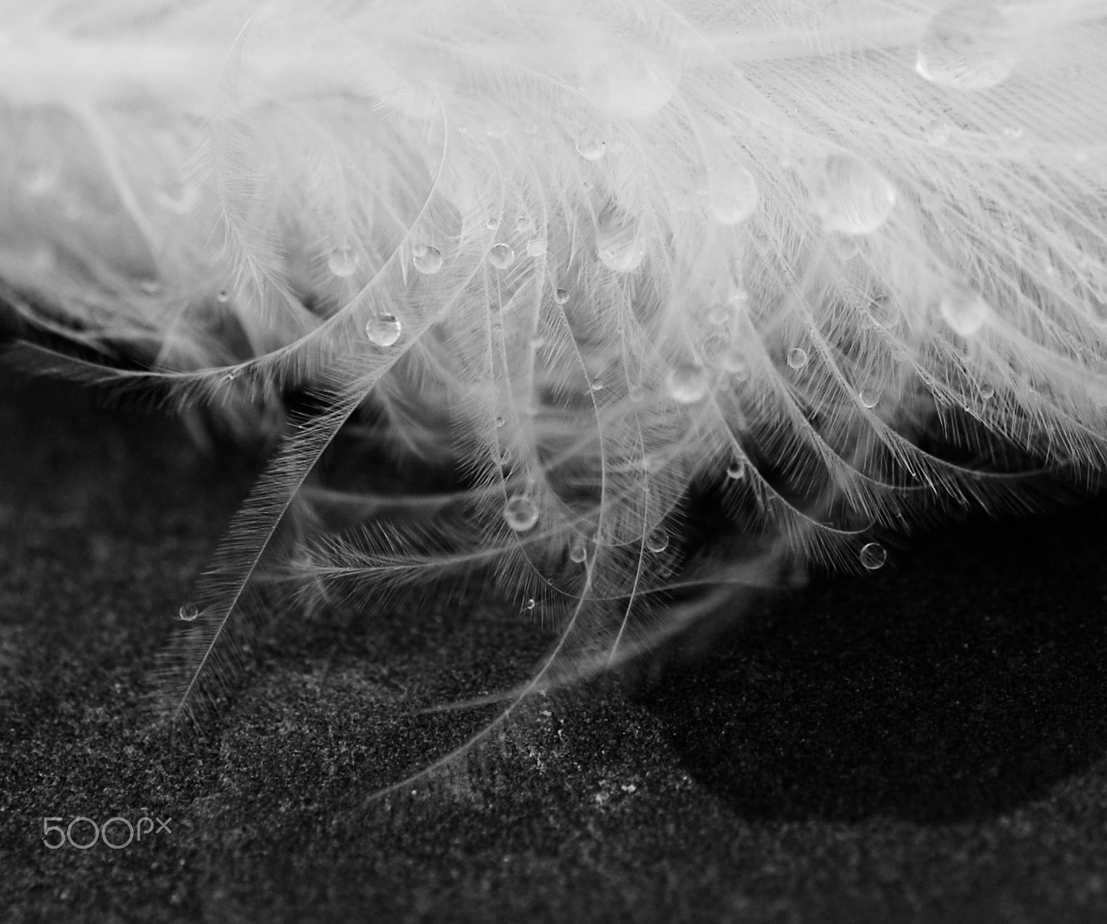 Nikon AF-S Micro-Nikkor 60mm F2.8G ED sample photo. Feather photography