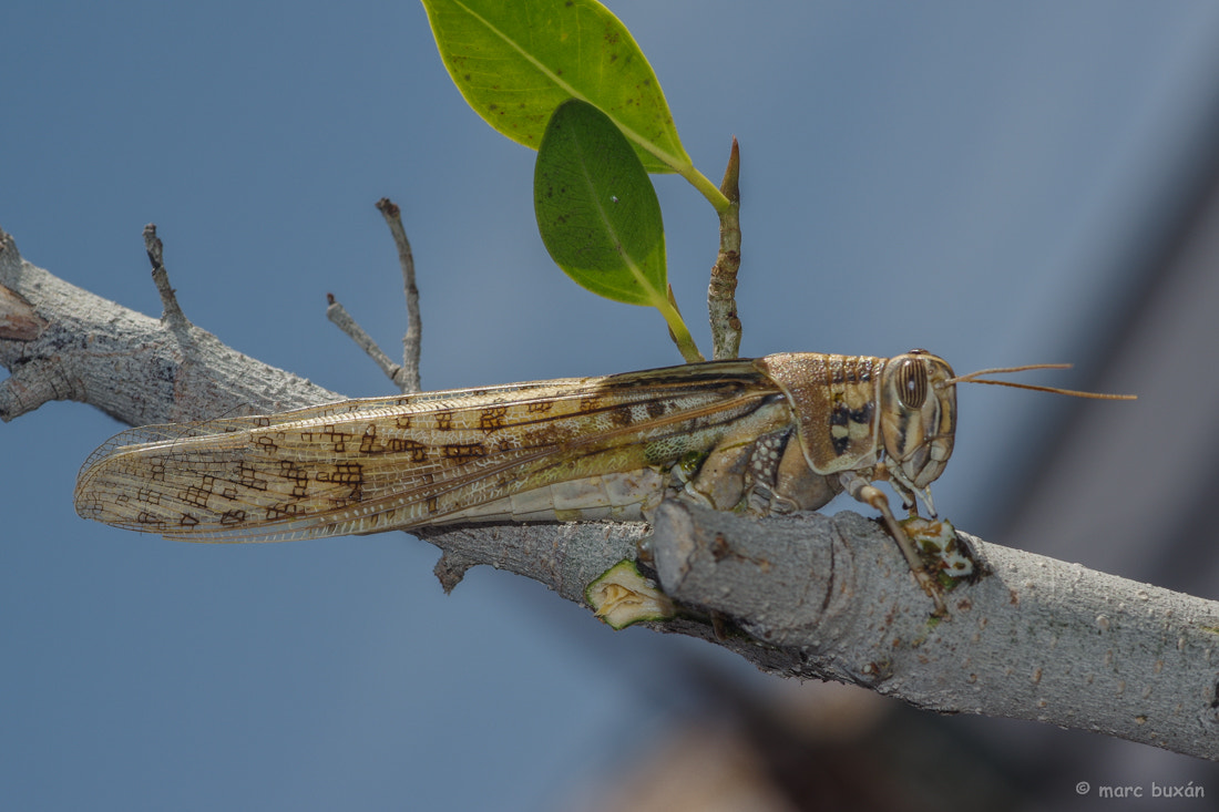 Pentax smc D-FA 100mm F2.8 Macro WR sample photo. Saltamontes 03 photography