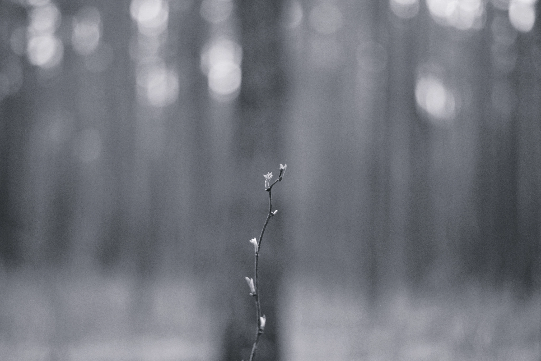 Nikon D5200 + Nikon AF-S Nikkor 50mm F1.4G sample photo. Metamorphosis ii photography