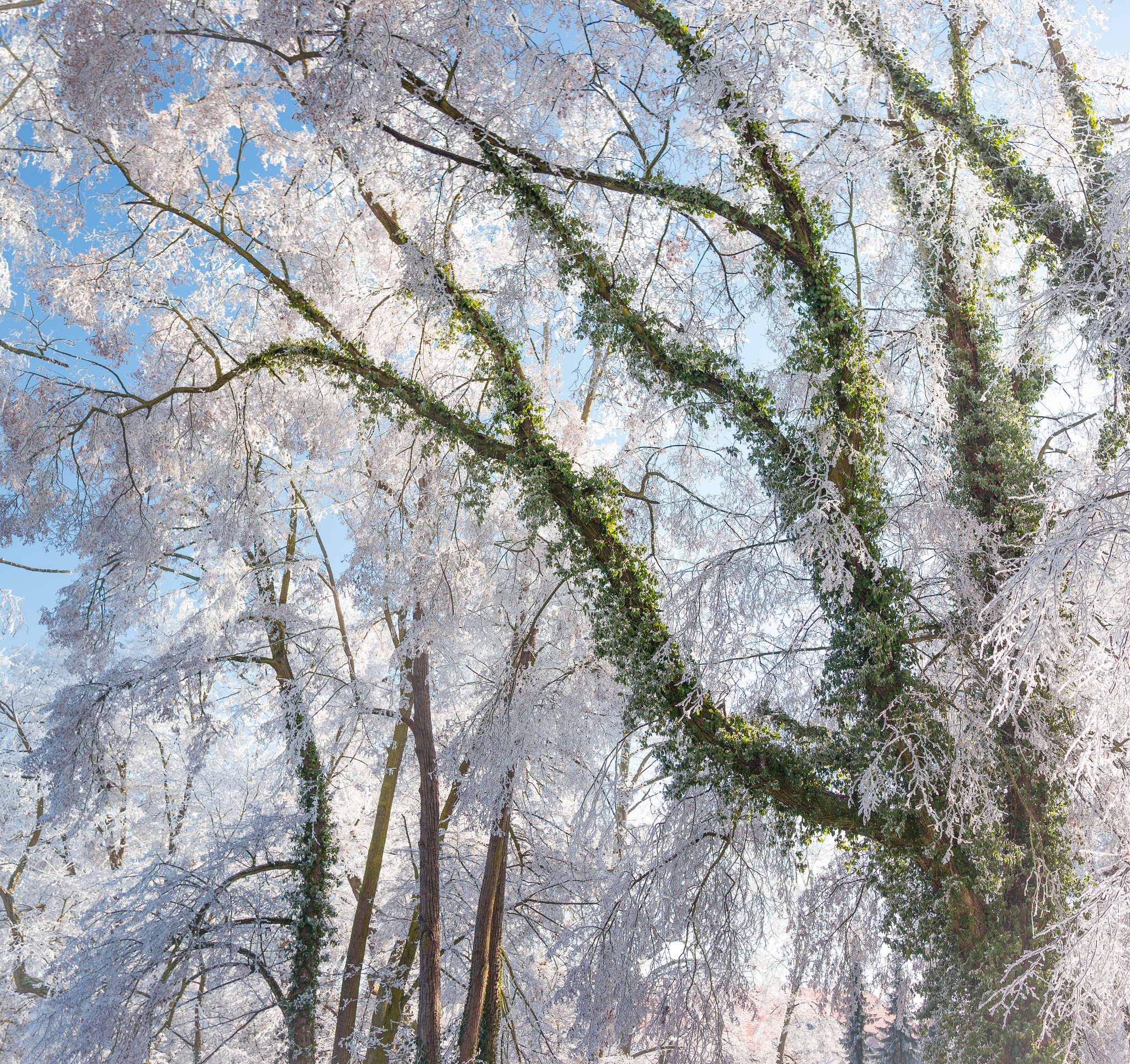 Panasonic Lumix DMC-GH2 + Panasonic Lumix G 20mm F1.7 ASPH sample photo. Amazing winter... photography