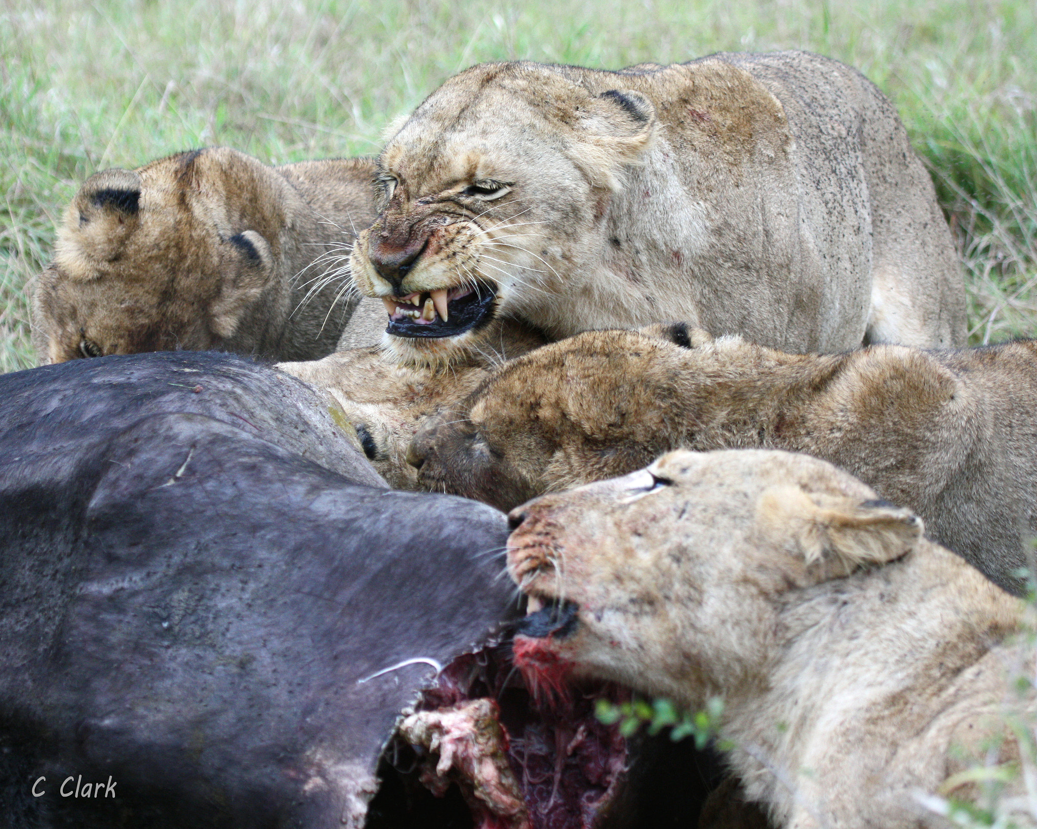Canon EOS 450D (EOS Rebel XSi / EOS Kiss X2) sample photo. Lion matriarch and family eating cape buffalo photography