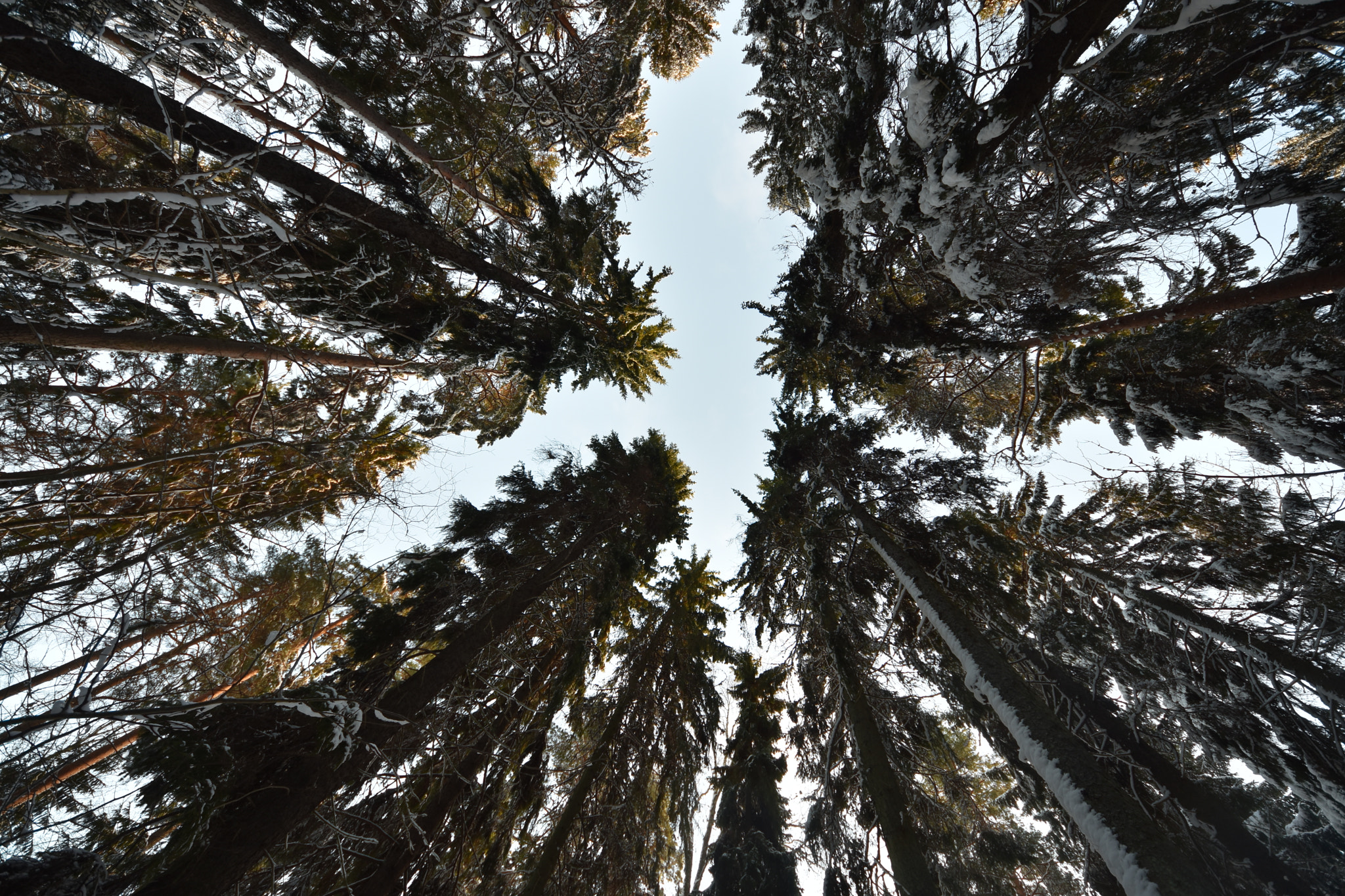 Sigma 8-16mm F4.5-5.6 DC HSM sample photo. Look up! photography