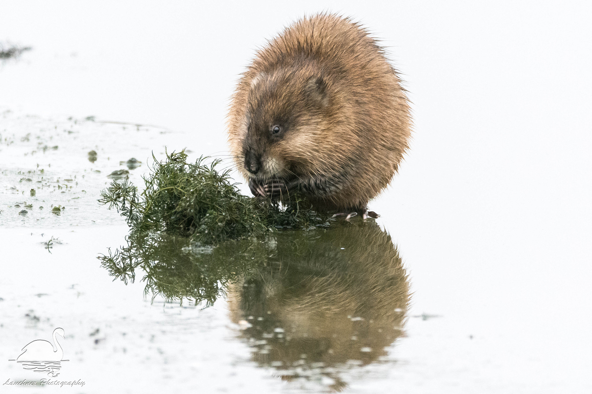 Sigma 150-600mm F5-6.3 DG OS HSM | C sample photo. Muskrat susie or muskrat sam? photography