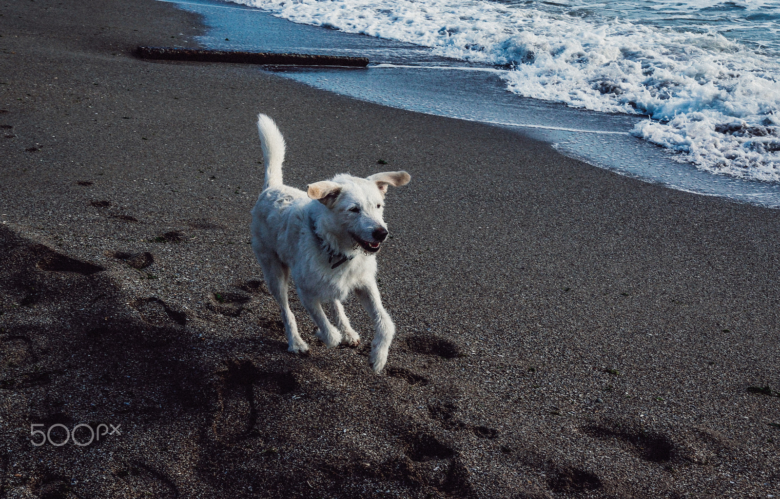 Nikon D5300 + Sigma 18-35mm F1.8 DC HSM Art sample photo. Stray beach dog, vama veche photography