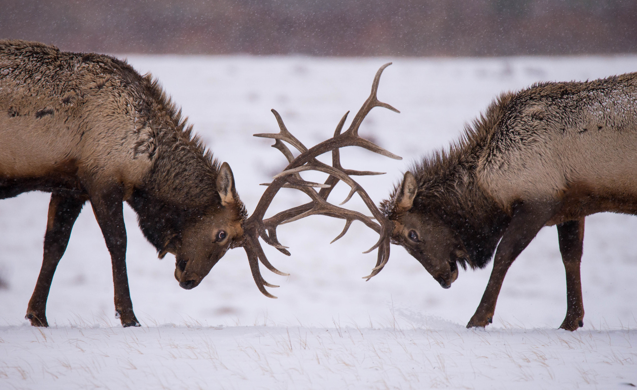 Nikon D610 sample photo. Bull elk spar photography