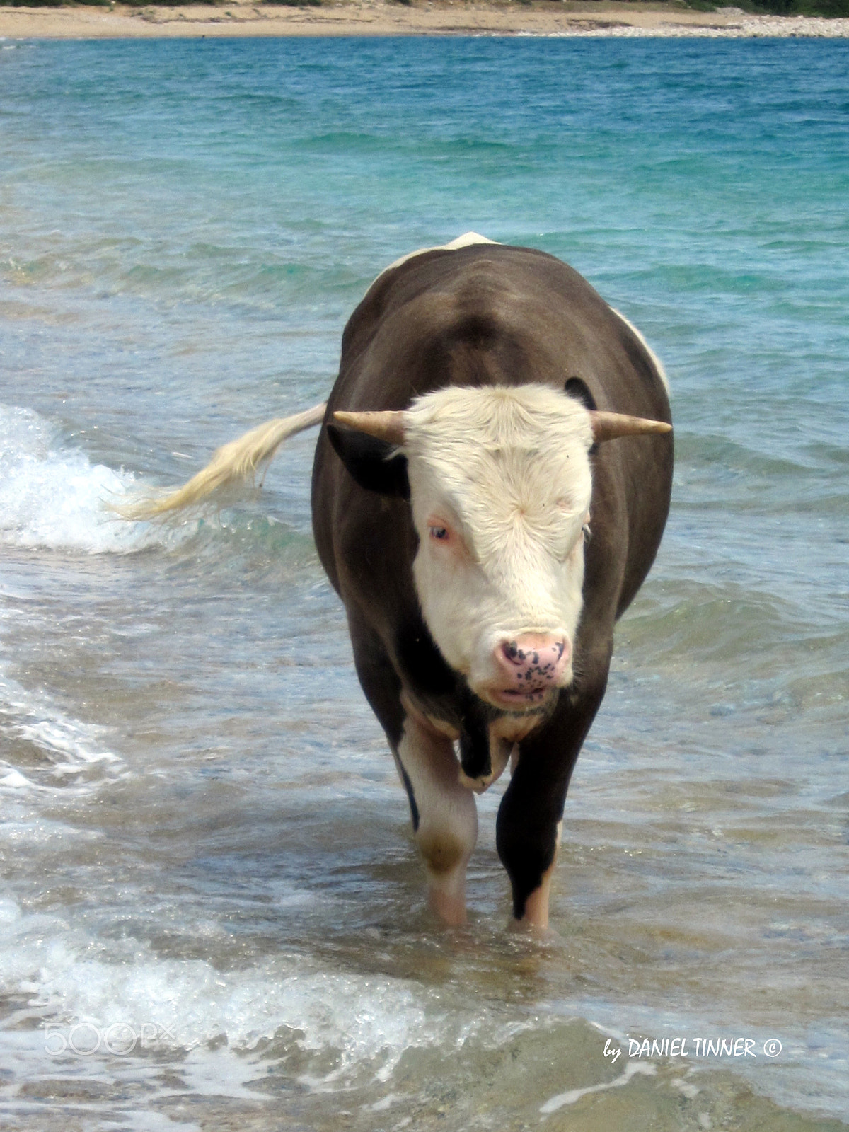 Canon PowerShot SD4000 IS (IXUS 300 HS / IXY 30S) sample photo. Taurus at the beach photography