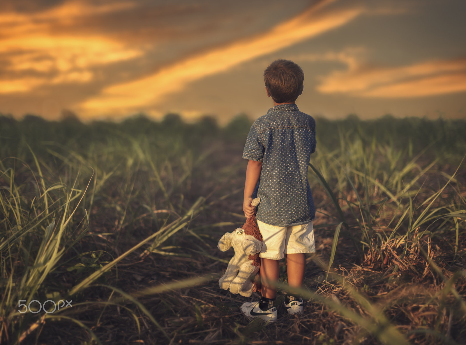 Canon EOS 5DS + Canon EF 50mm F1.2L USM sample photo. In the sugar fields photography