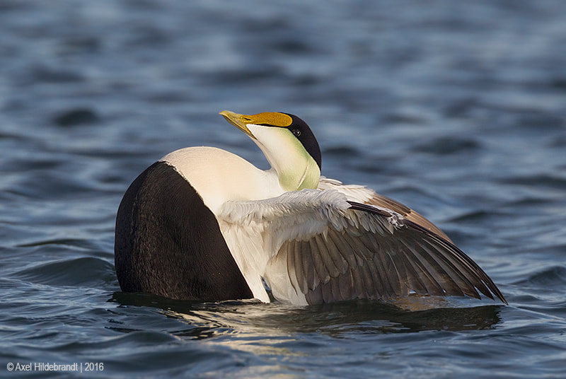 Canon EF 500mm F4L IS USM sample photo. Eider's tipping point photography