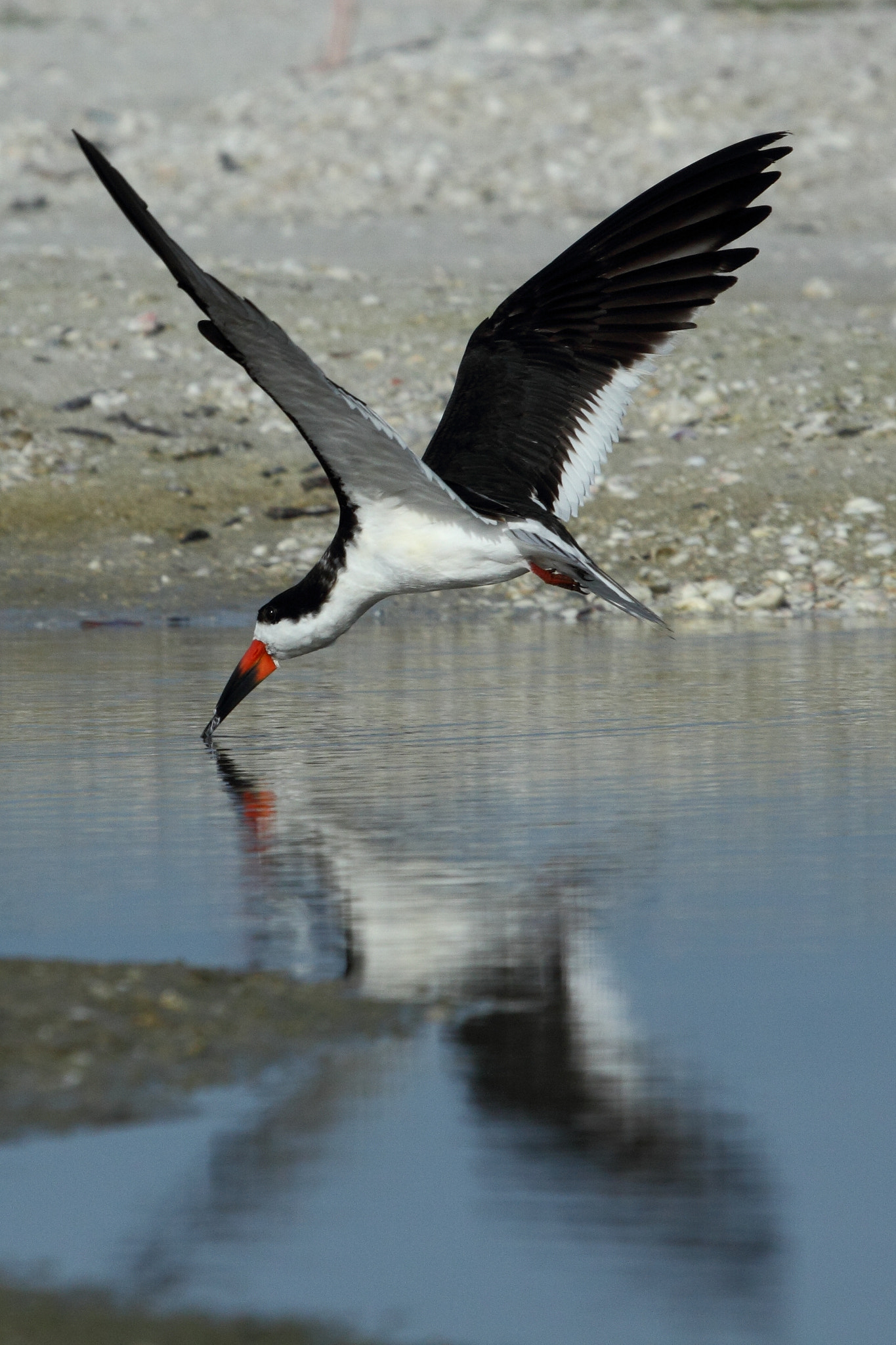 Canon EF 100-400mm F4.5-5.6L IS USM sample photo. Black skimmer photography