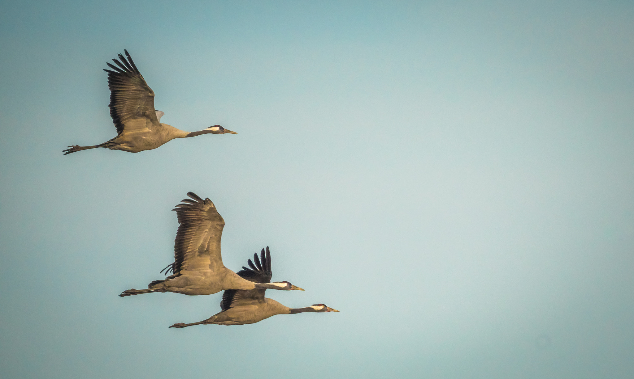 Sony ILCA-77M2 sample photo. Common cranes in flight photography