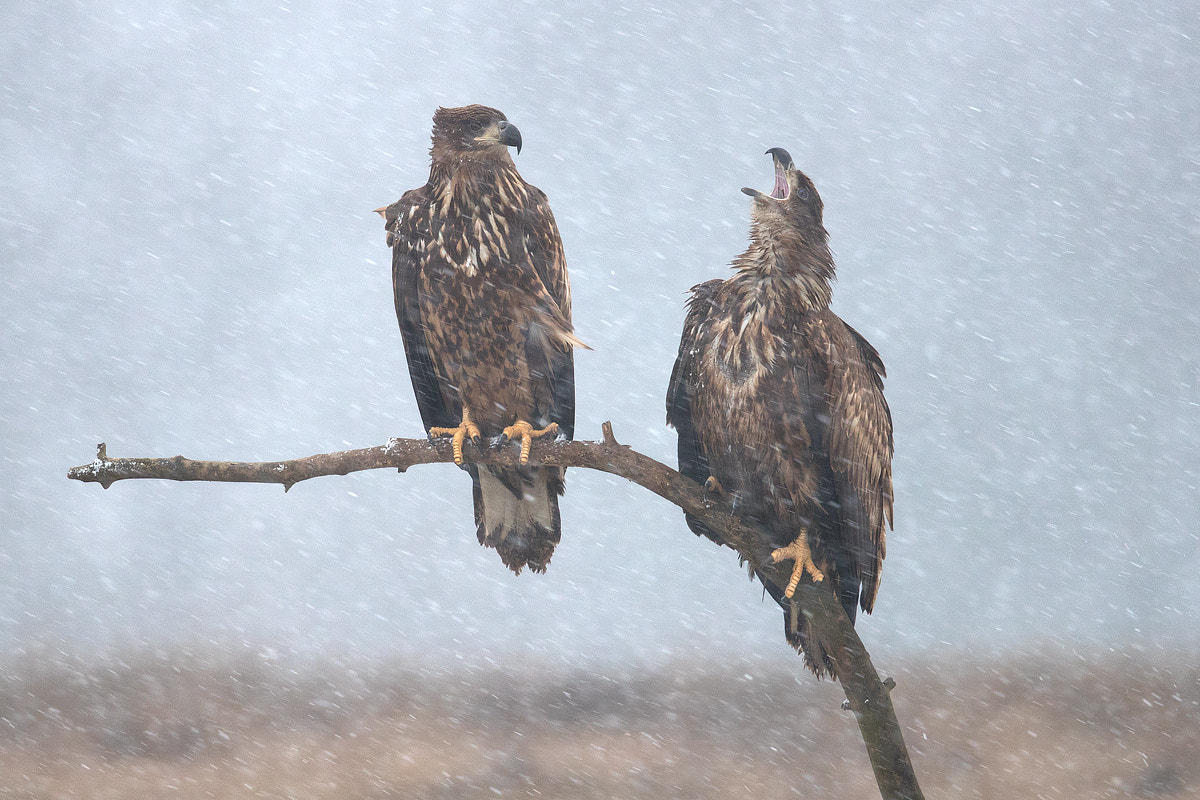 Canon EF 500mm F4L IS II USM sample photo. Eagles in the snow photography