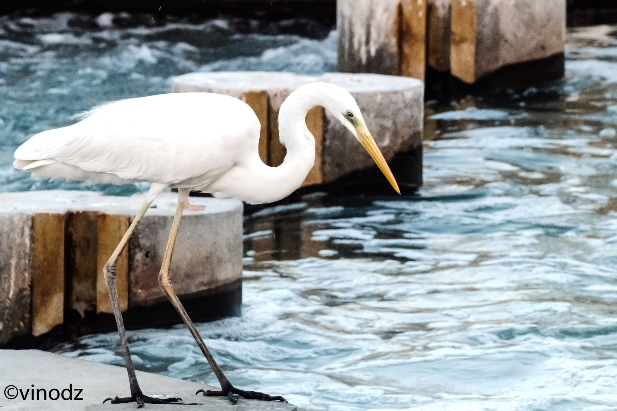 Nikon D810 sample photo. Crane photography