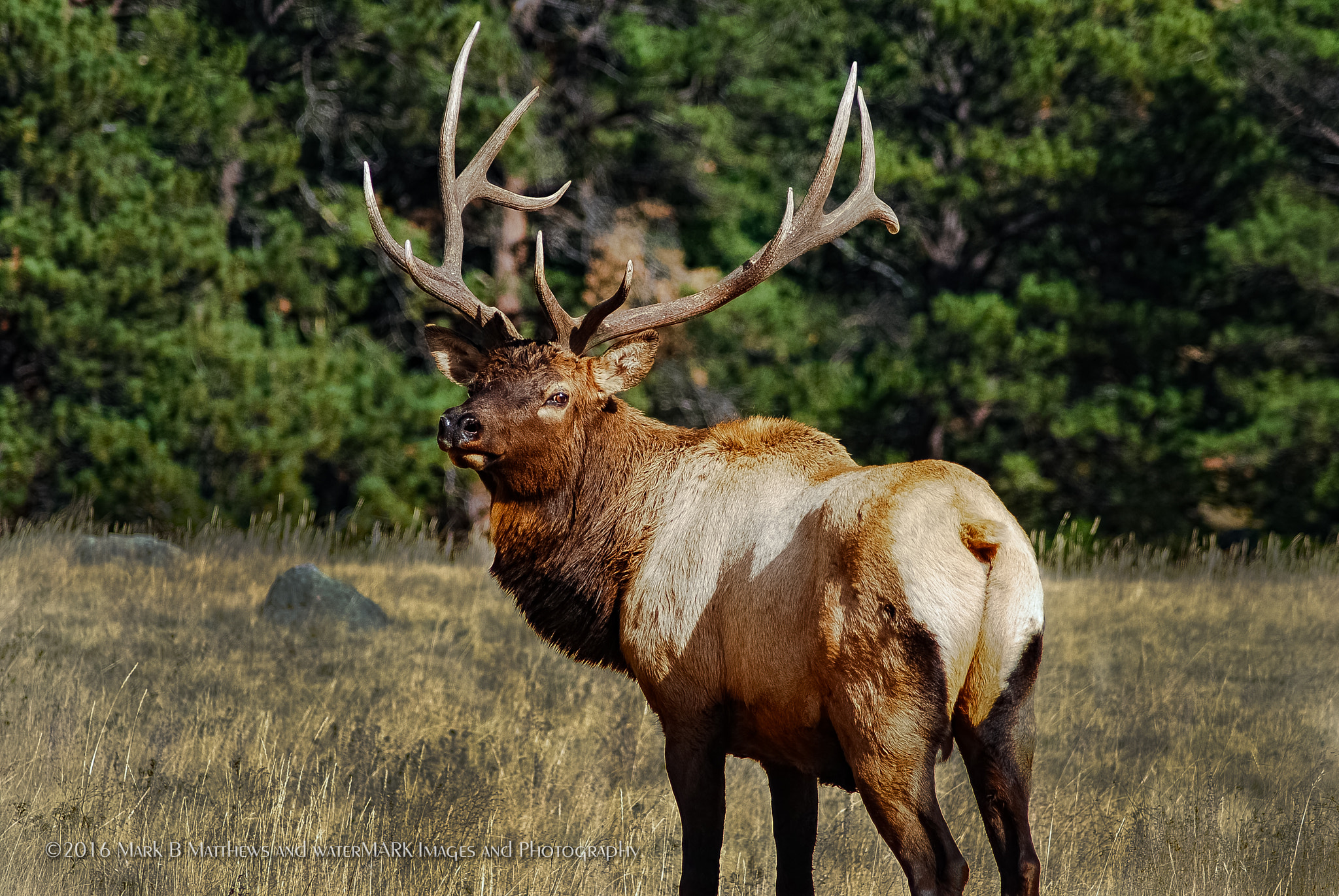 Nikon D80 sample photo. Bull aware photography