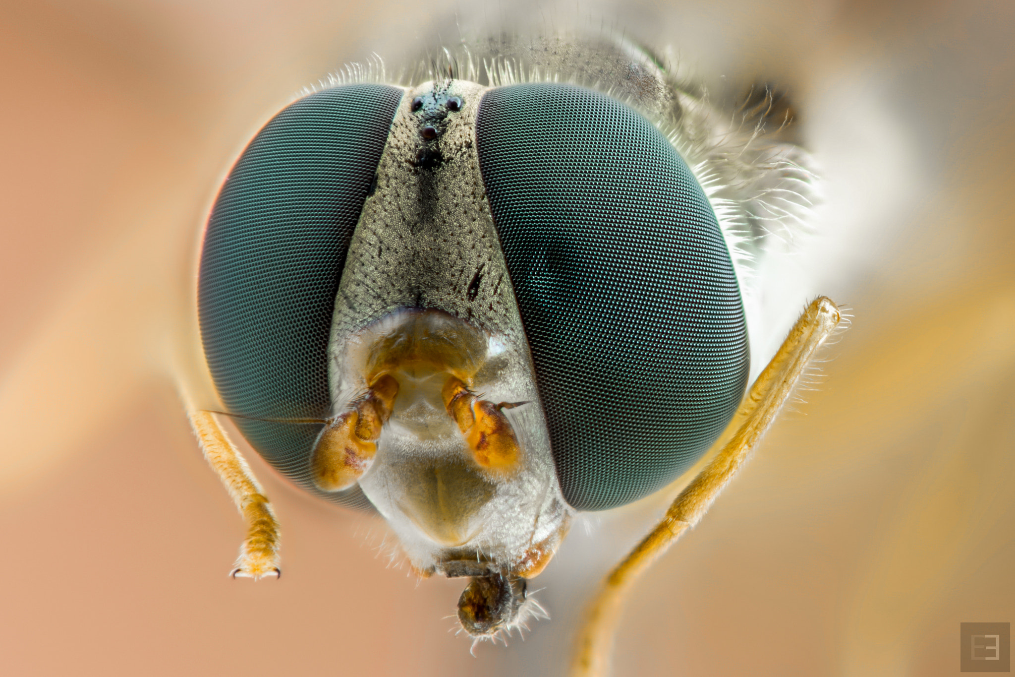 Nikon D7200 + Tokina AT-X Pro 100mm F2.8 Macro sample photo. Green eyes! photography