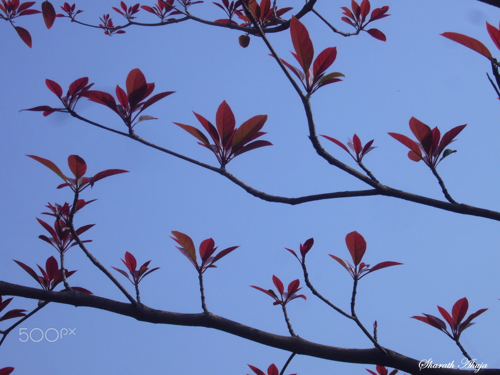 Panasonic DMC-FX01 sample photo. Still life leaves photography