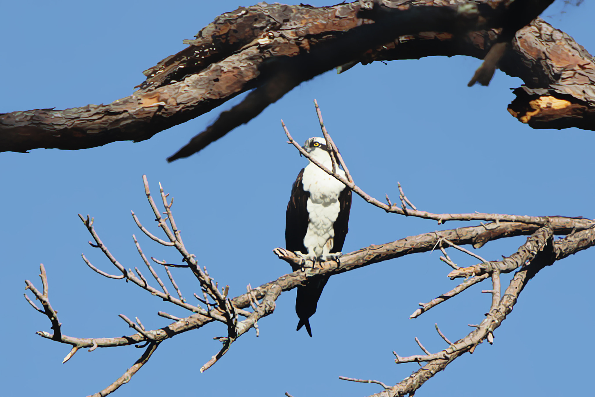 Canon EF 70-200mm F2.8L IS USM sample photo. Osprey eyeing me through the branches photography