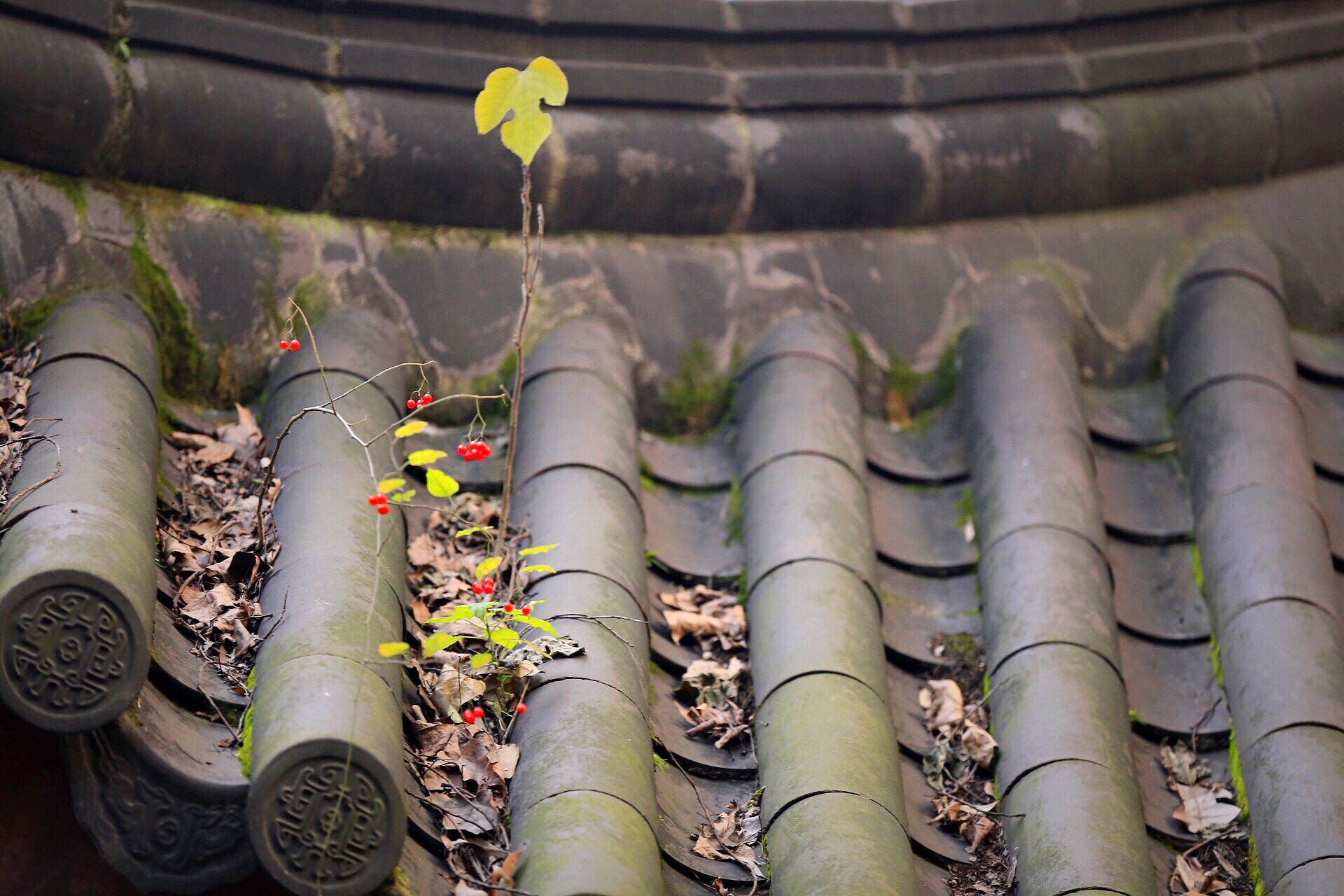 Canon EOS 6D sample photo. The fruit on the roof of the temple. photography