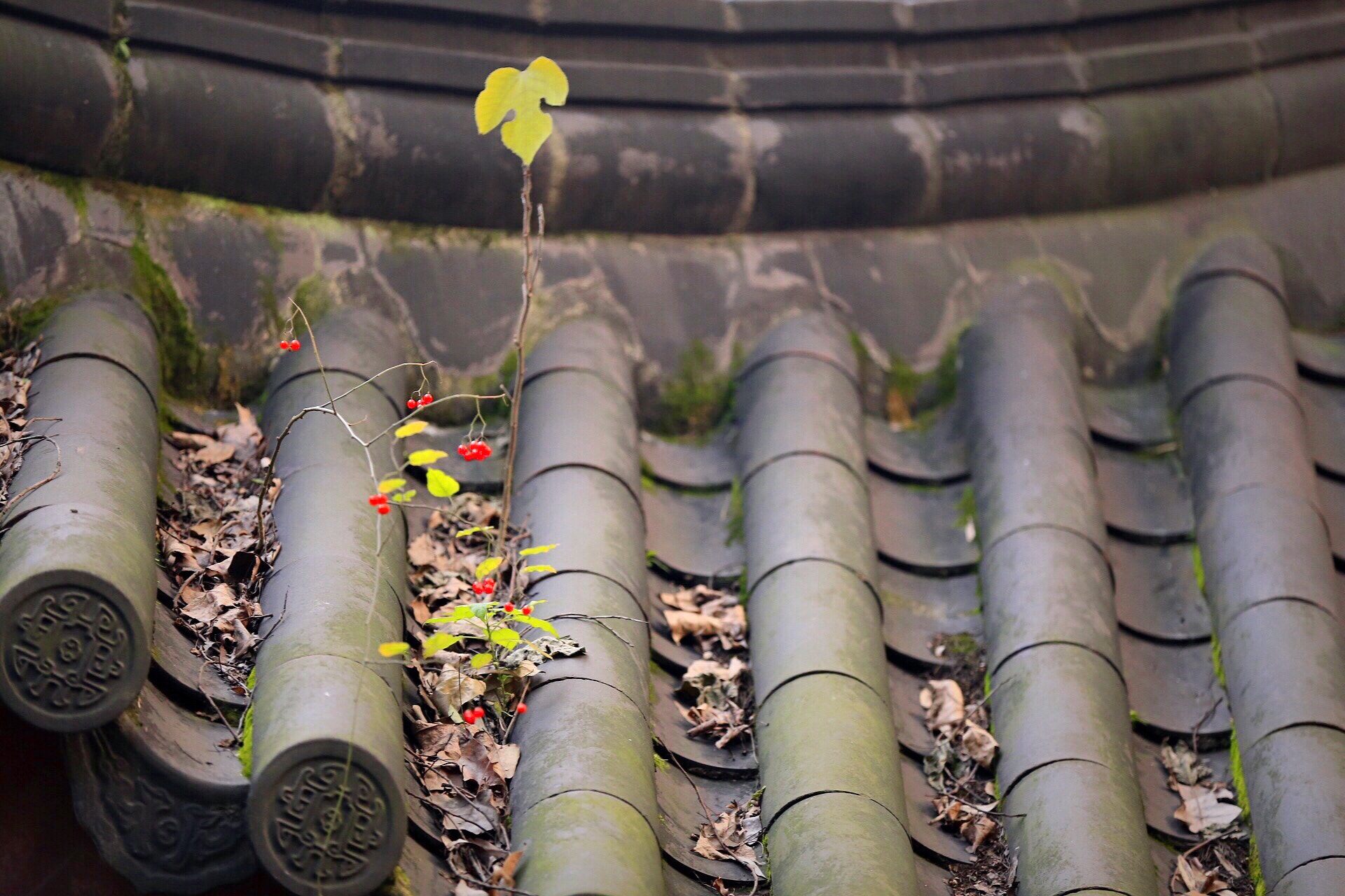 Canon EF 70-200mm F2.8L IS II USM sample photo. The fruit on the roof of the temple. photography