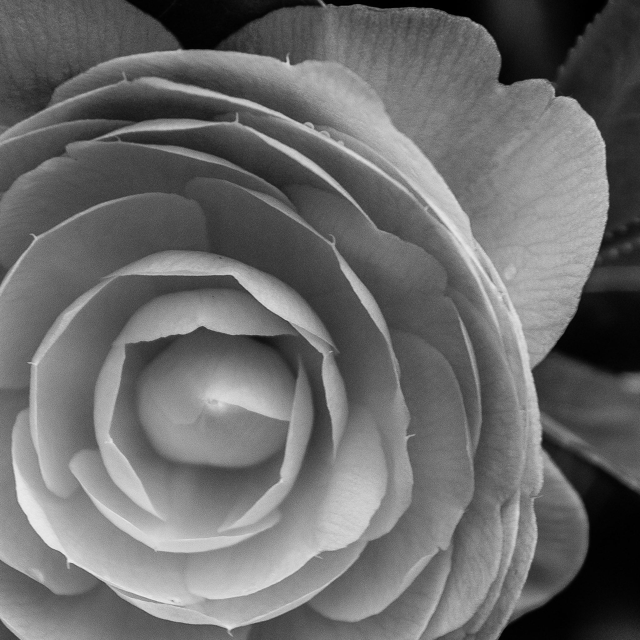 Pentax K-5 sample photo. Rose photography