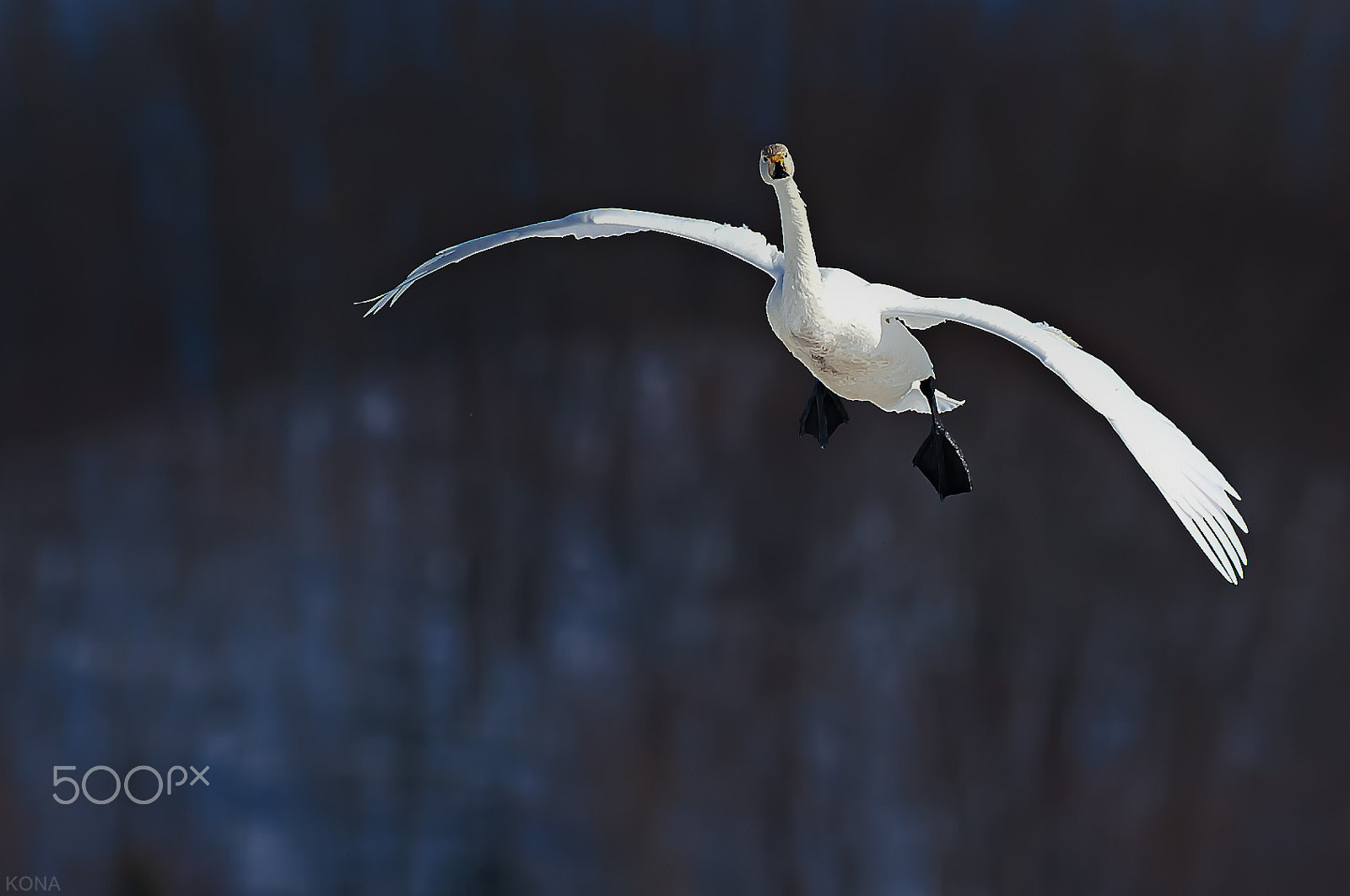 Nikon D3 sample photo. Swan photography