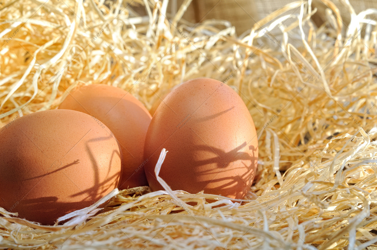 Tamron SP 24-70mm F2.8 Di VC USD sample photo. Farm fresh eggs on straw close up photography