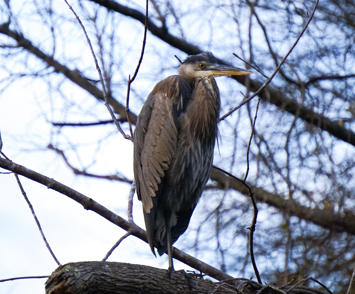 Sony a6300 + Sony E 55-210mm F4.5-6.3 OSS sample photo. Blue heron photography