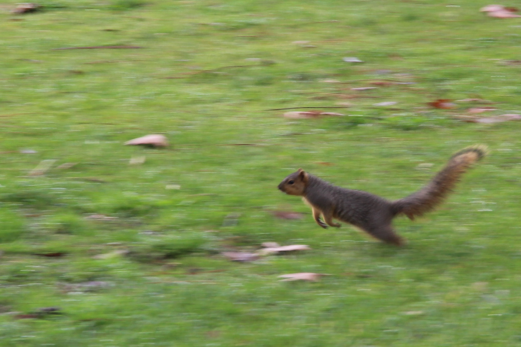 Canon EOS 600D (Rebel EOS T3i / EOS Kiss X5) sample photo. Action squirrel craves action! photography