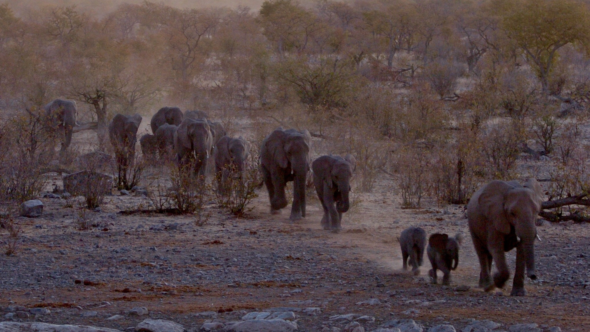 Nikon D2H sample photo. Elephants - etosha photography