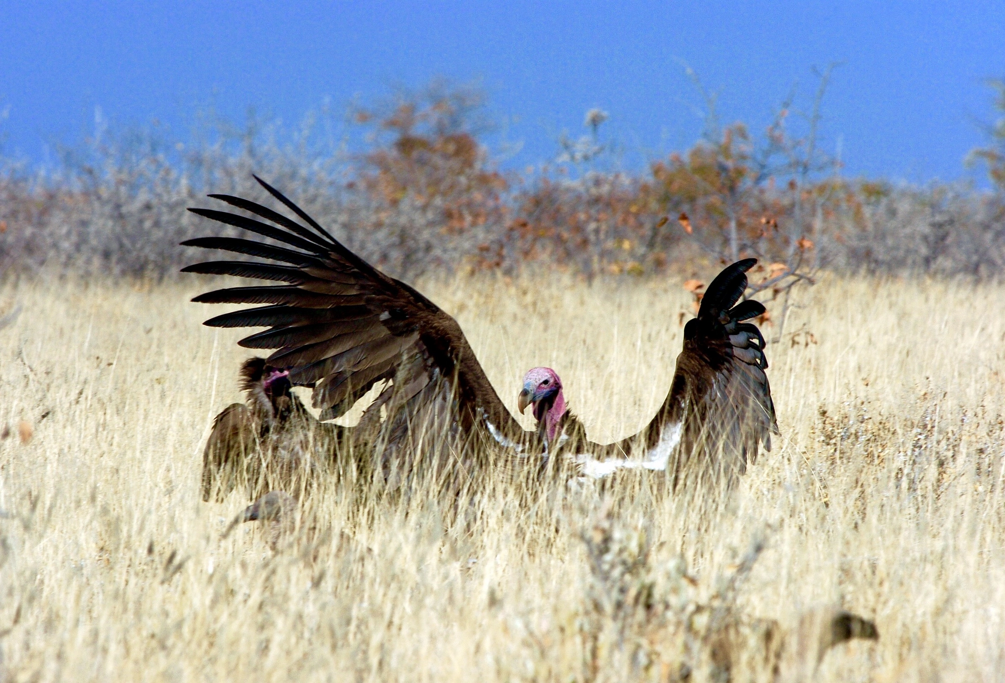Nikon D2H sample photo. Vultures -etosha photography