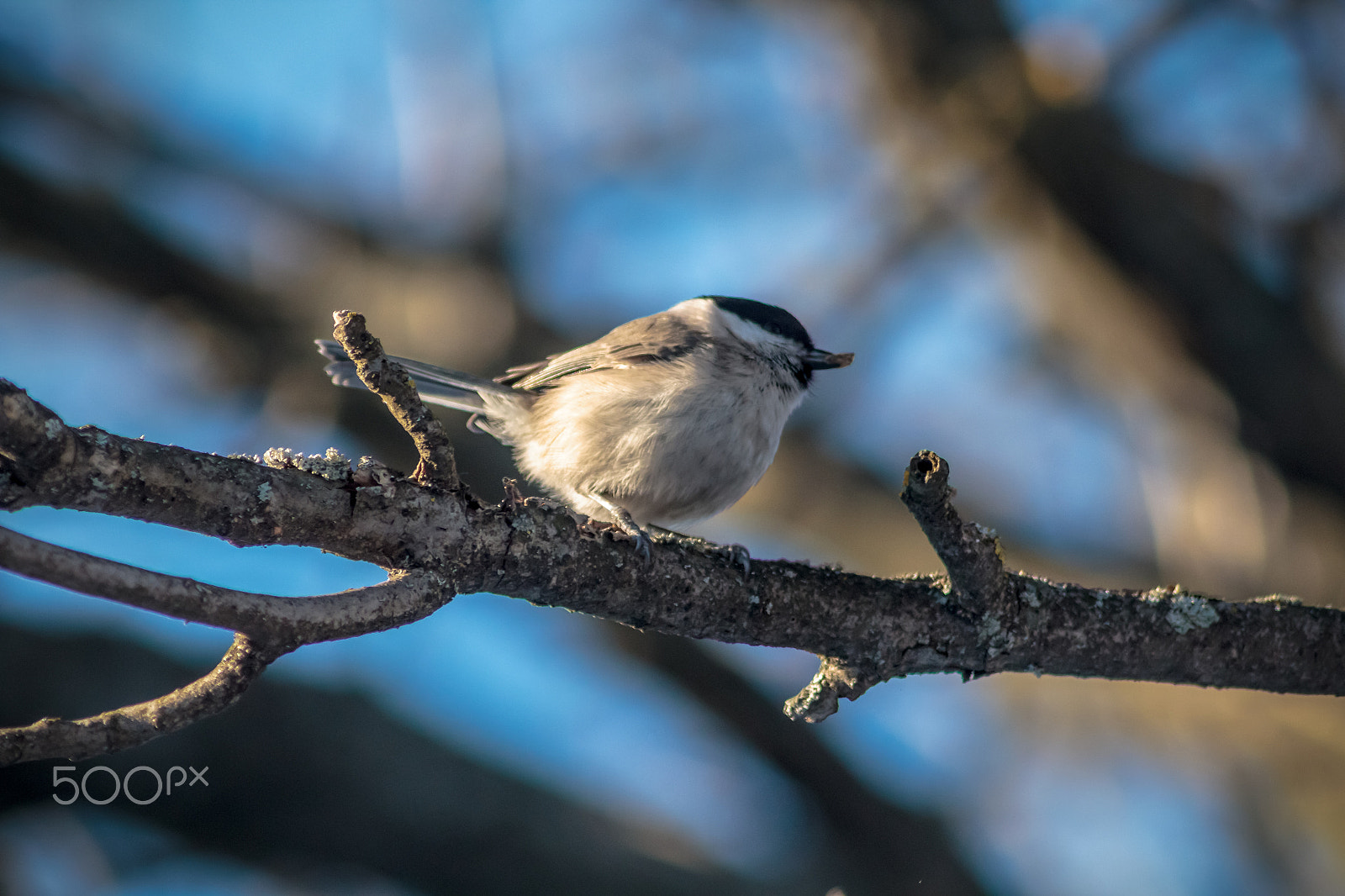 Canon EOS 600D (Rebel EOS T3i / EOS Kiss X5) sample photo. Marsh tit photography