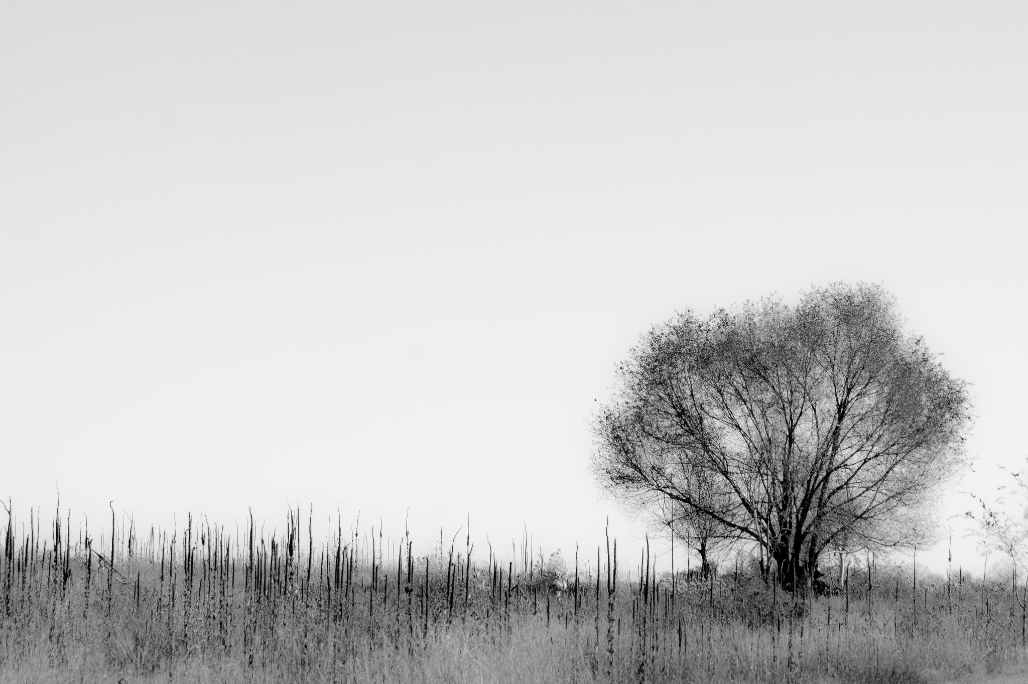 Sony 75-300mm F4.5-5.6 sample photo. Cherry creek 1 photography