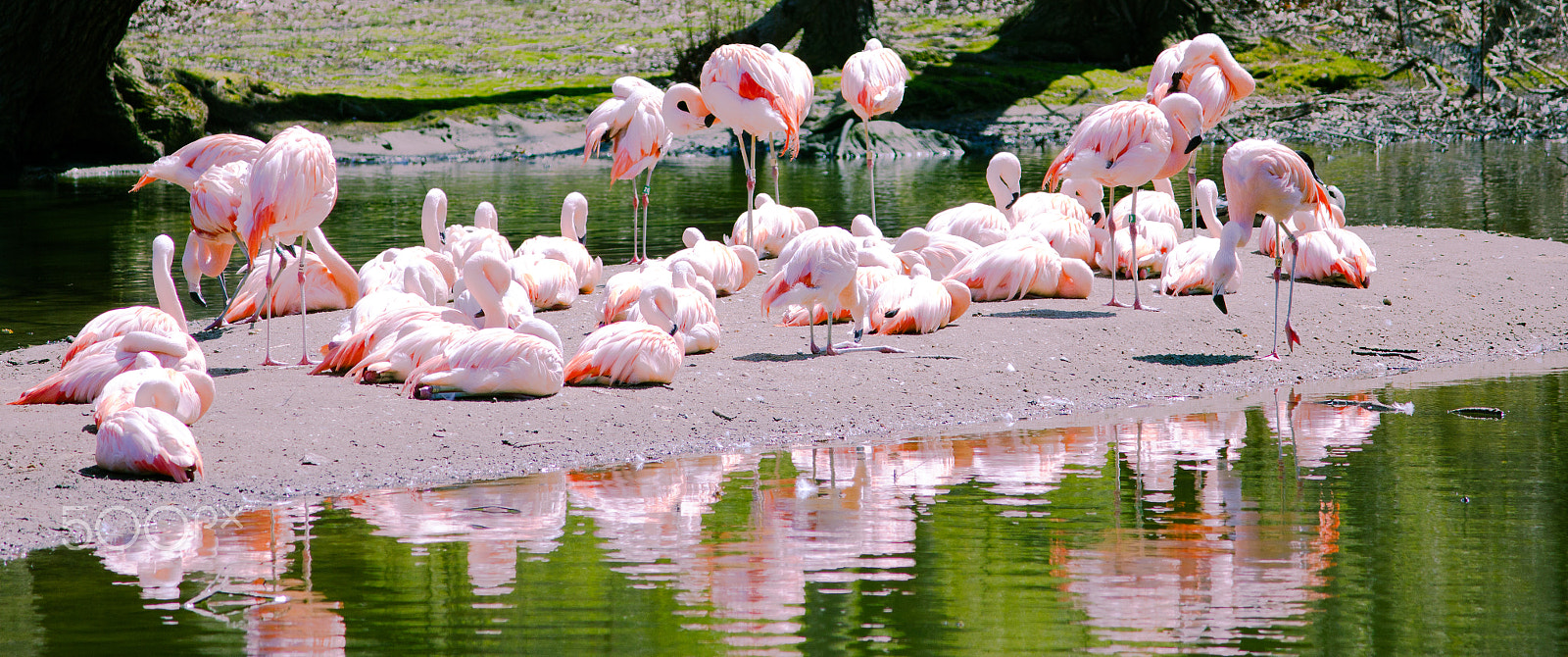 Canon EOS 550D (EOS Rebel T2i / EOS Kiss X4) sample photo. Flamingos photography