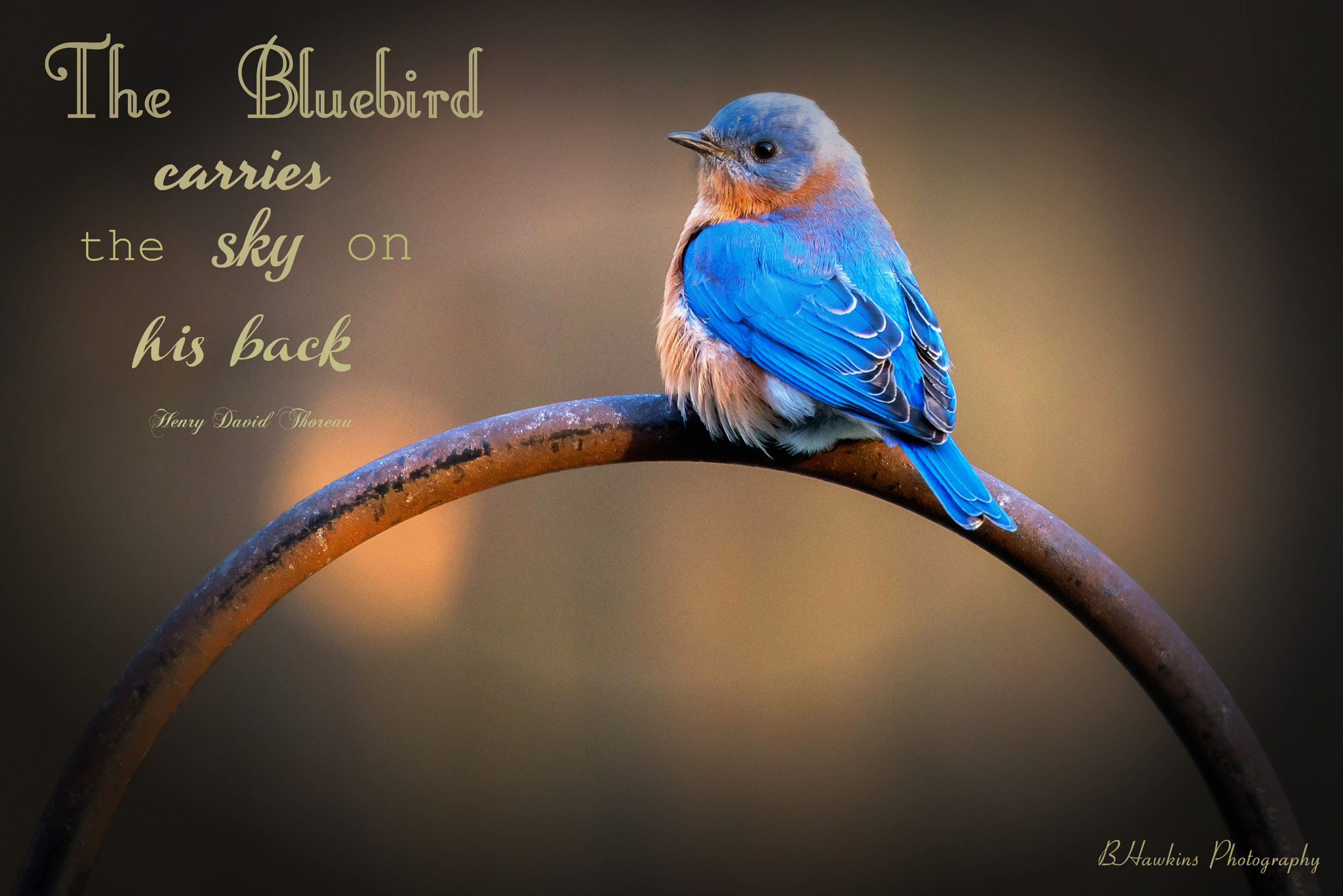Nikon Nikkor AF-S 300mm F4E PF ED VR sample photo. The bluebird carries the sky on his back ralph waldo emerson photography
