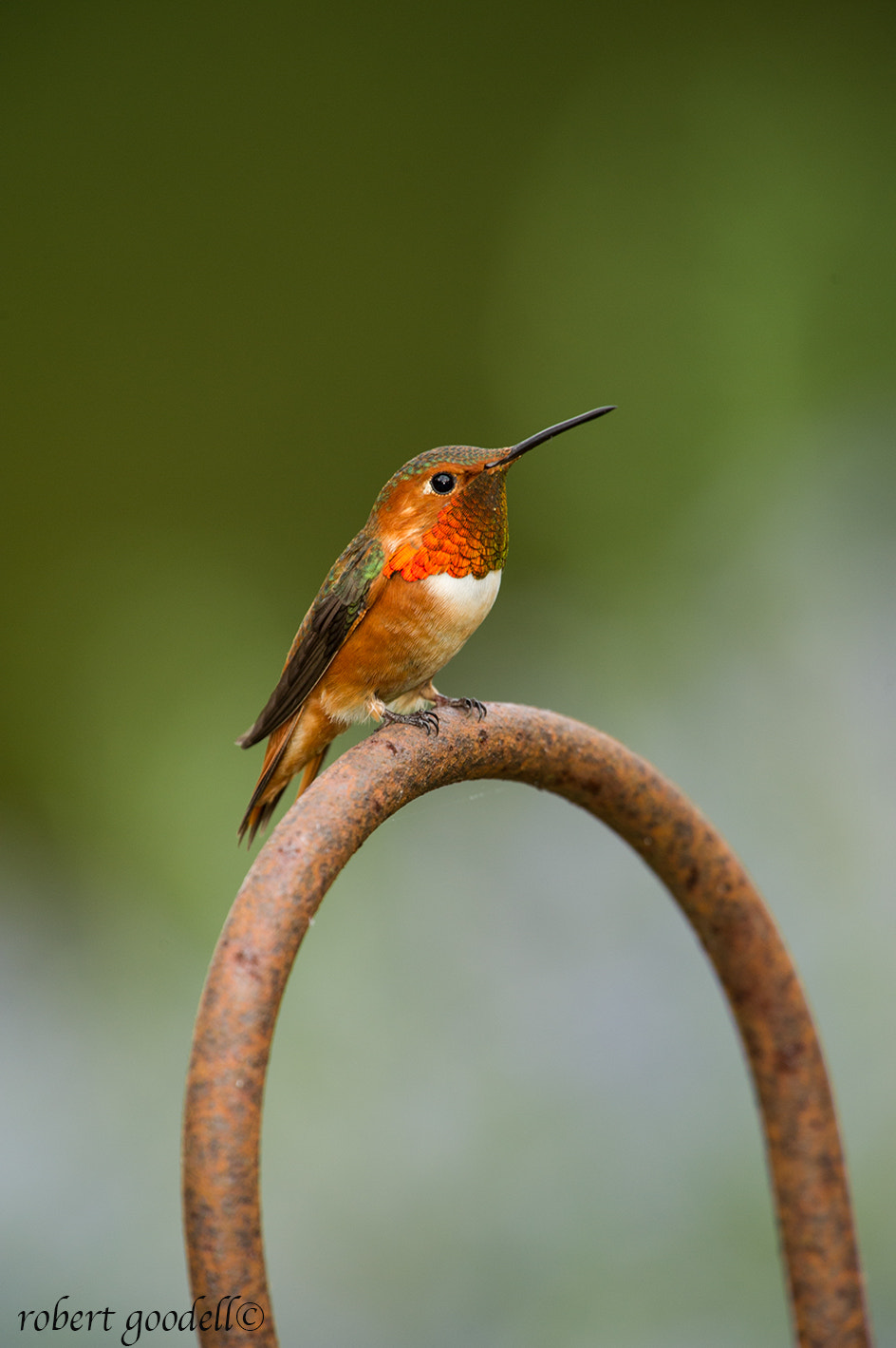 Nikon AF-S Nikkor 500mm F4G ED VR sample photo. Allen's hummingbird photography