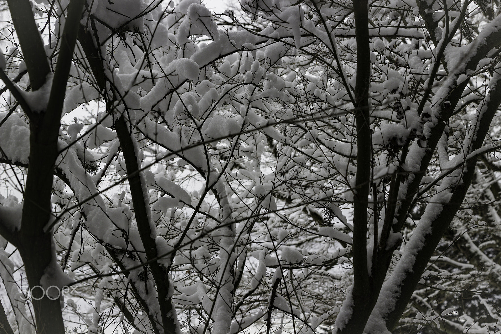 Canon EOS 600D (Rebel EOS T3i / EOS Kiss X5) sample photo. Snow sticks photography
