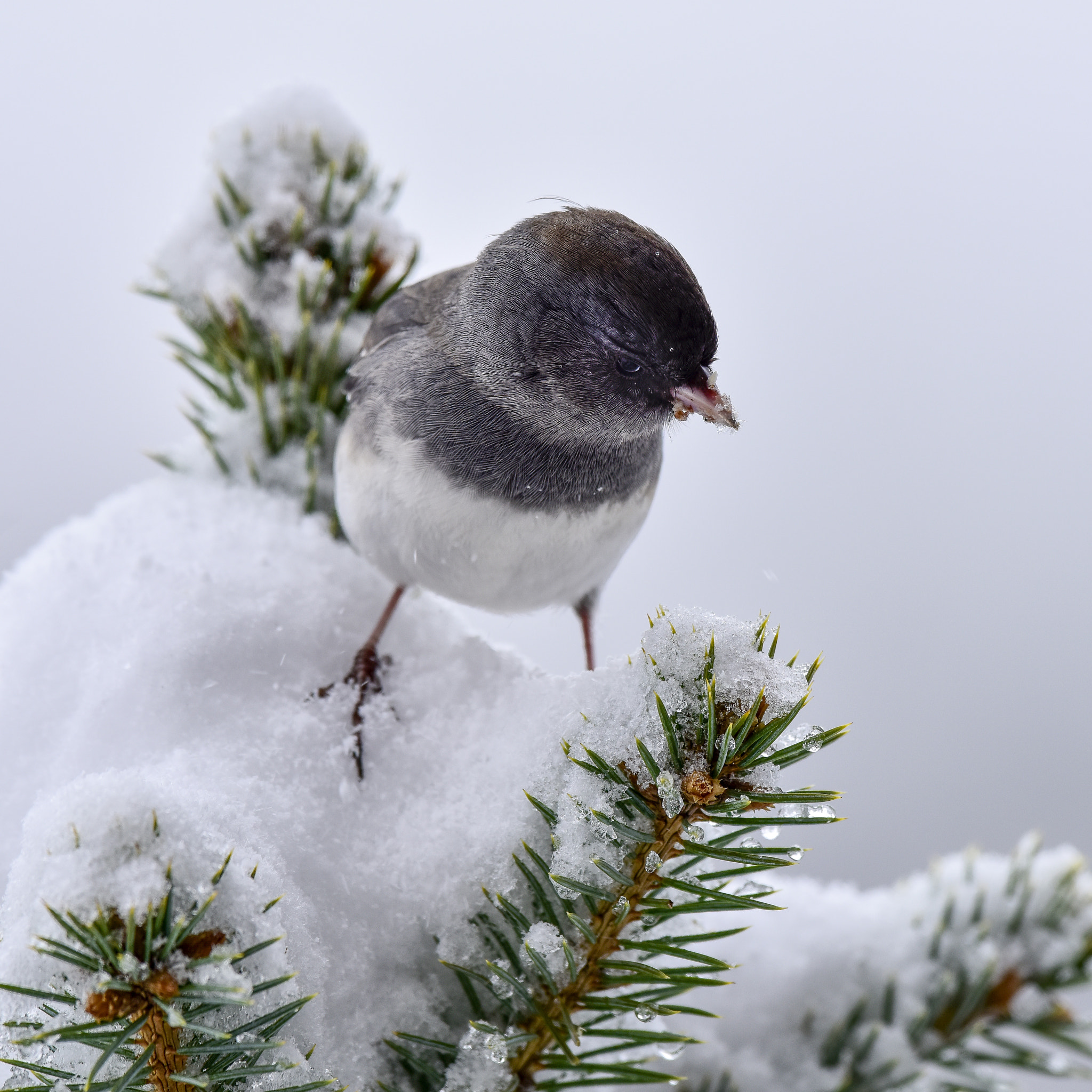 Nikon AF-S Nikkor 600mm F4E FL ED VR sample photo. Fresh snow photography