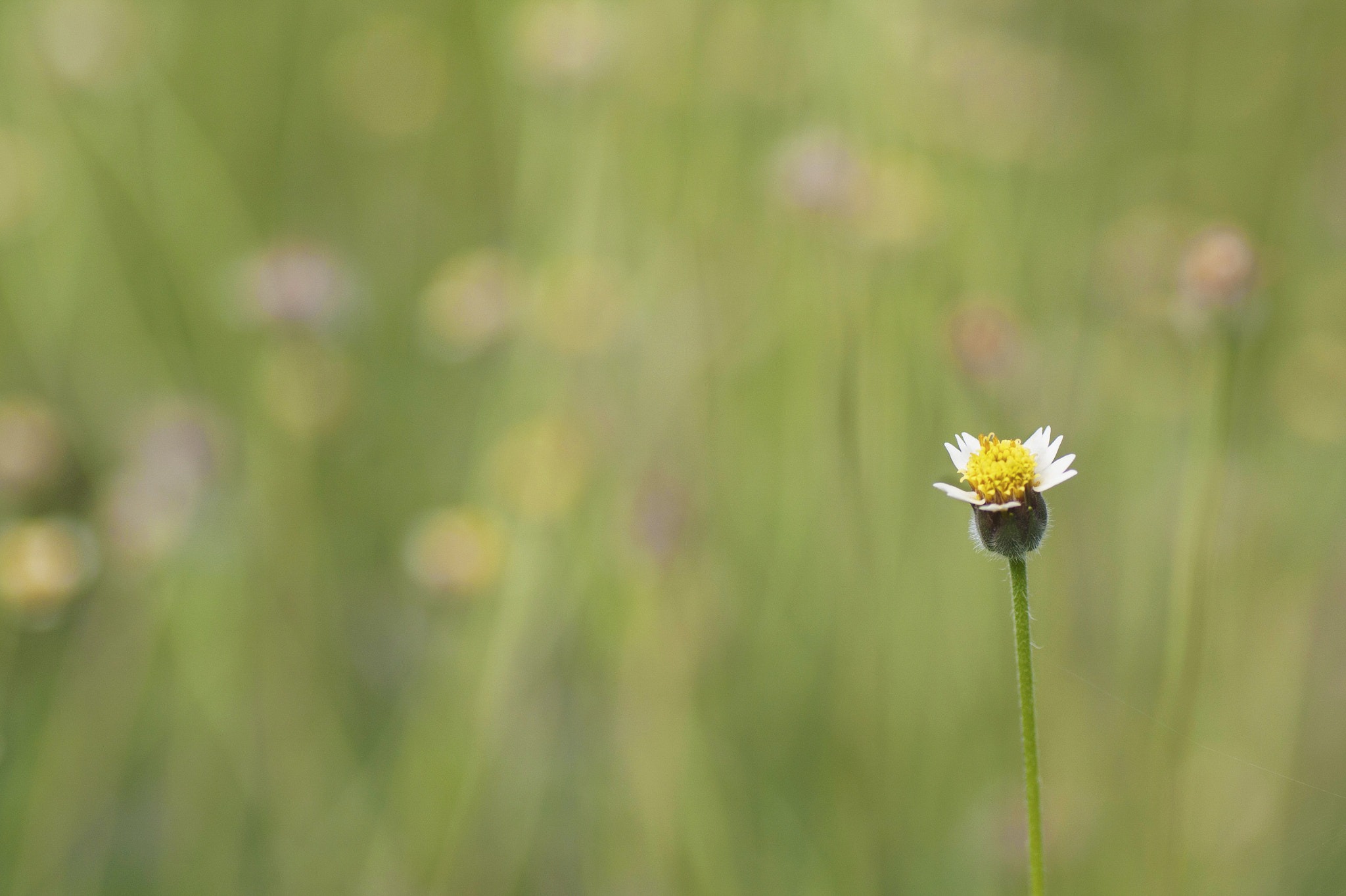 Canon EOS 40D + Tamron SP AF 90mm F2.8 Di Macro sample photo. Wildflower photography