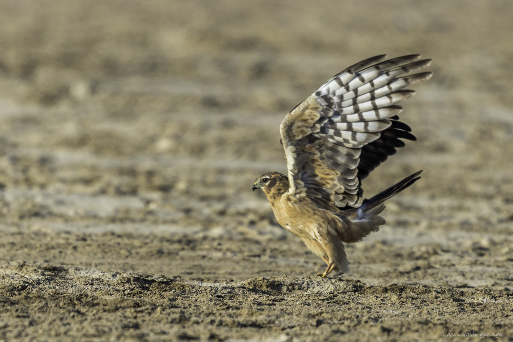 Canon EF 500mm F4L IS II USM sample photo. Montagu's harrier photography
