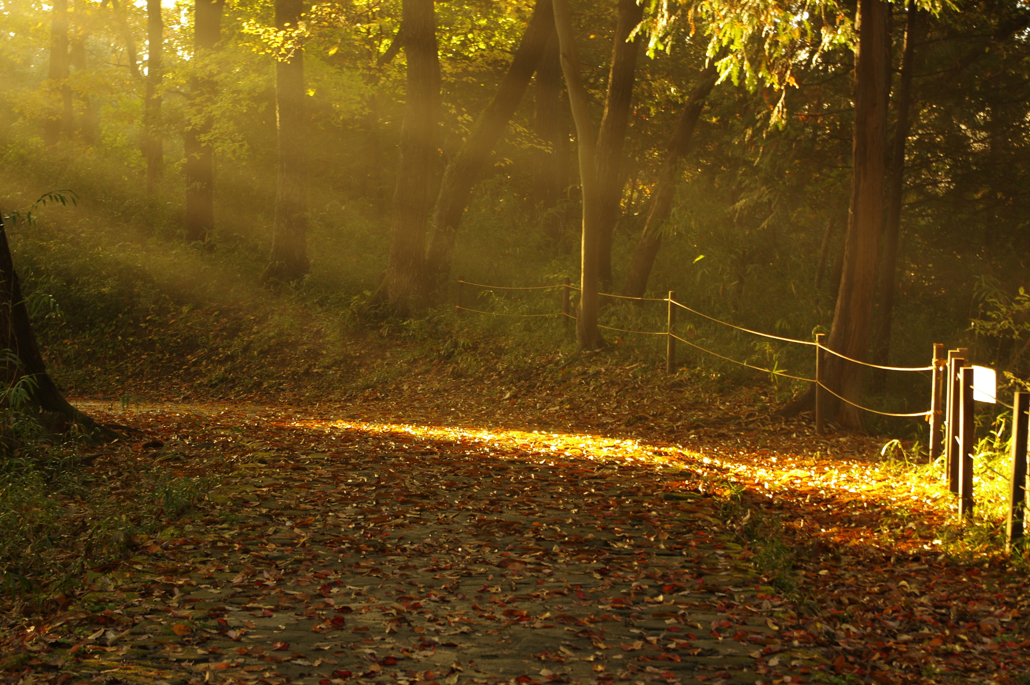 smc PENTAX-DA L 18-55mm F3.5-5.6 sample photo. Morning light photography