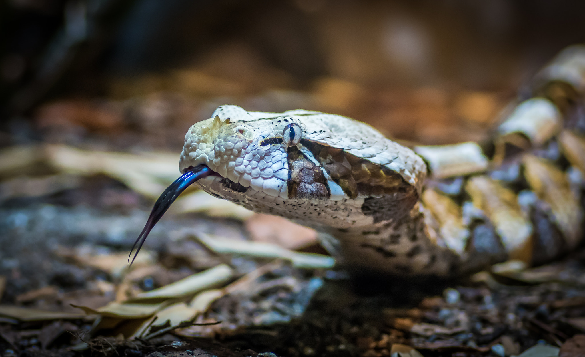 Sony ILCA-77M2 + Tamron SP AF 90mm F2.8 Di Macro sample photo. Gaboon viper (bitis gabonica) closeup with tongue out photography