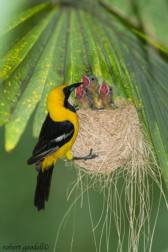 Nikon AF-S Nikkor 500mm F4G ED VR sample photo. We are hungry dad photography