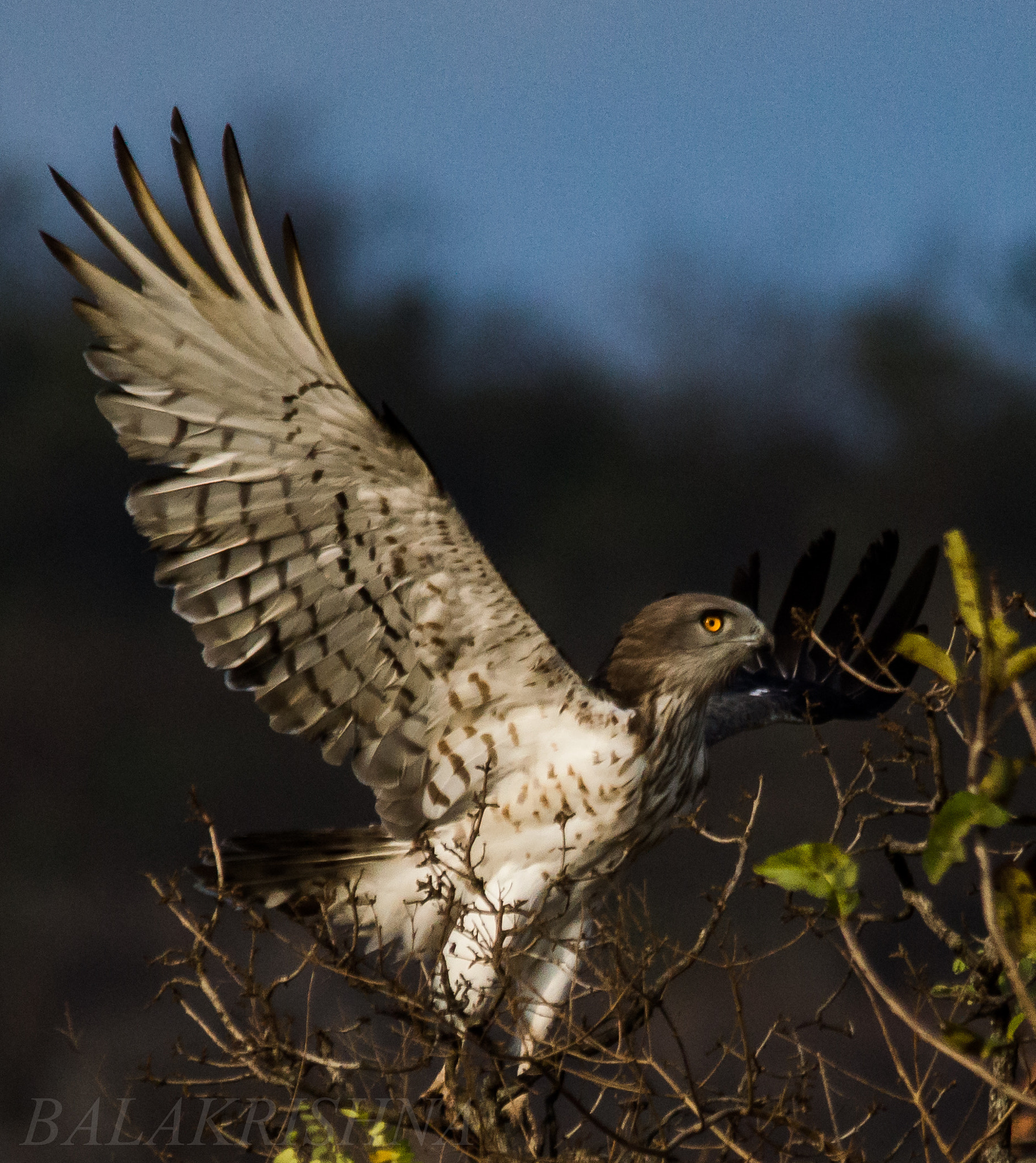 Sigma 150-500mm F5-6.3 DG OS HSM sample photo. Short toed snake eagle  photography