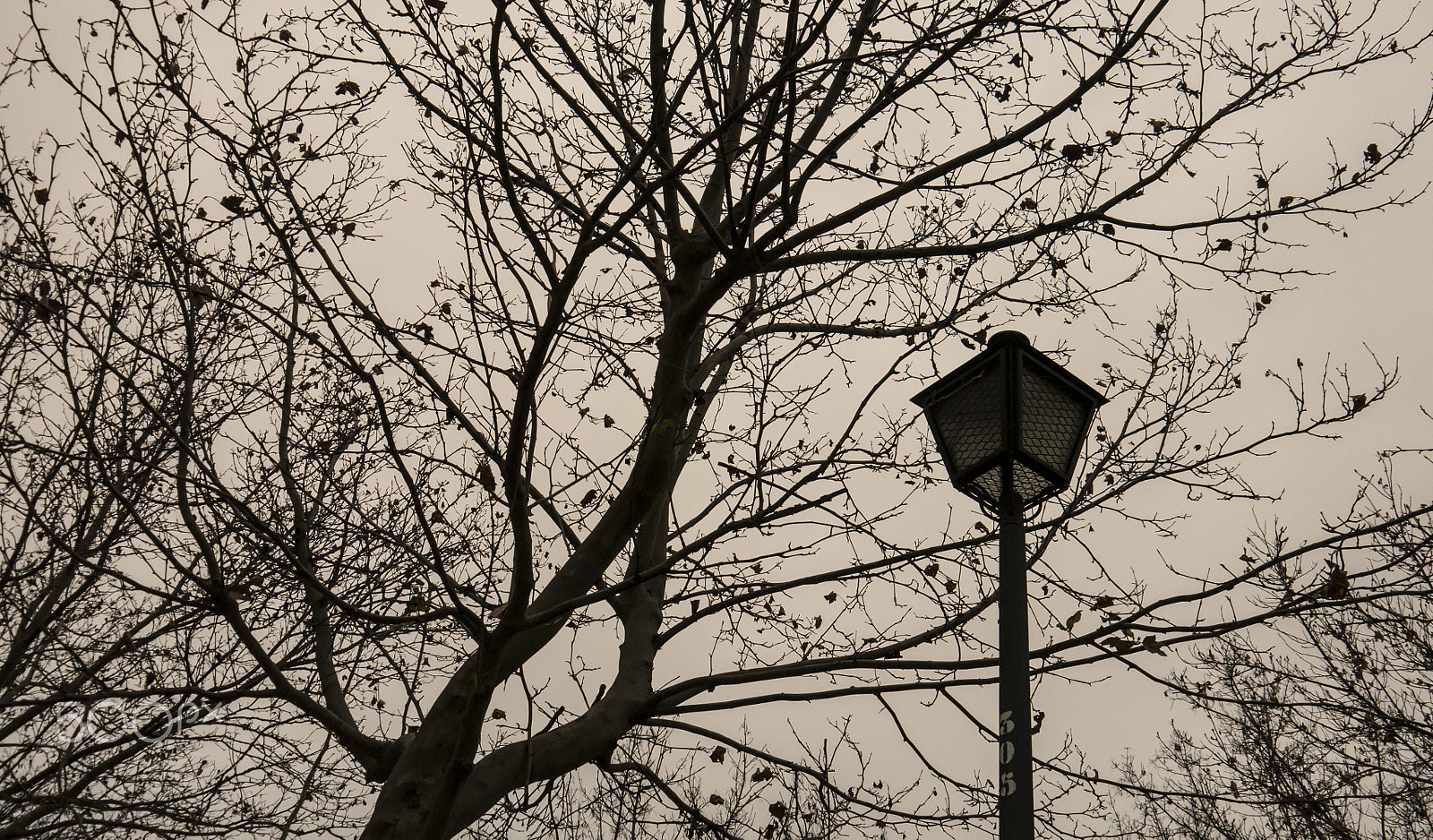 Panasonic Lumix DMC-G5 sample photo. Late afternoon at the park photography