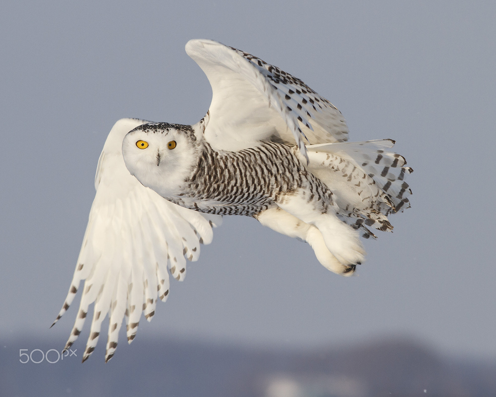 Canon EOS 7D + Canon EF 300mm F4L IS USM sample photo. Snowy owl photography