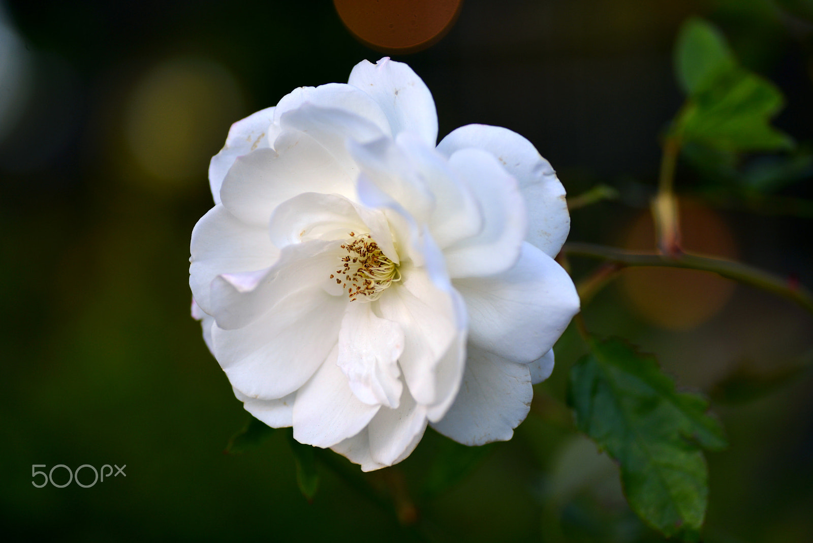 Nikon D600 sample photo. Rose in midwinter. photography