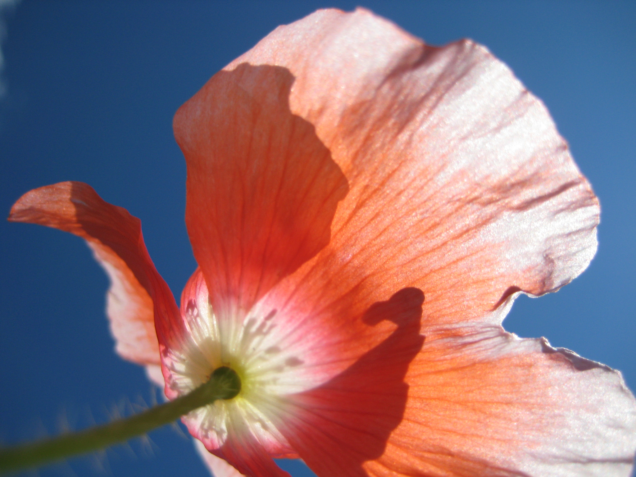 Canon POWERSHOT SD750 sample photo. Icelandic poppy macro photography